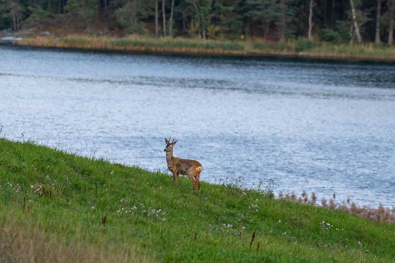 Stockholm: Wildlife Safari - Why dusk gives this safari its character