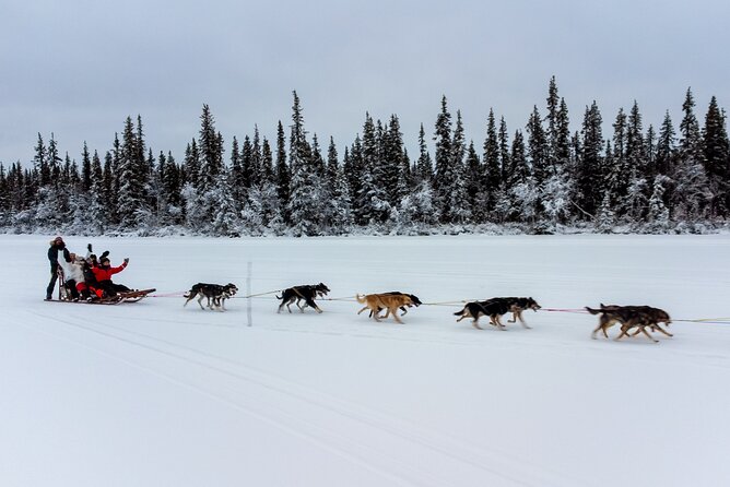 Sunrise Zen Husky Tour (10:00 to 13:00 - sitting on the sled) - The frozen lake brings beauty and sharper cold
