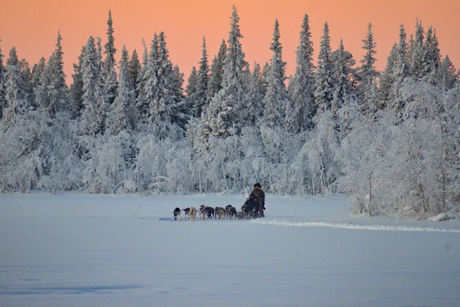 Sunrise Zen Husky Tour (10:00 to 13:00 - sitting on the sled) - Feeding the team and meeting the other dogs