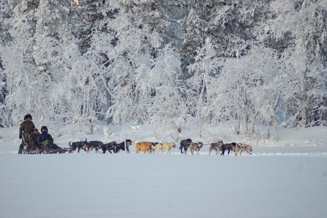 Sunrise Zen Husky Tour (10:00 to 13:00 - sitting on the sled) - Warming up in the fire hut