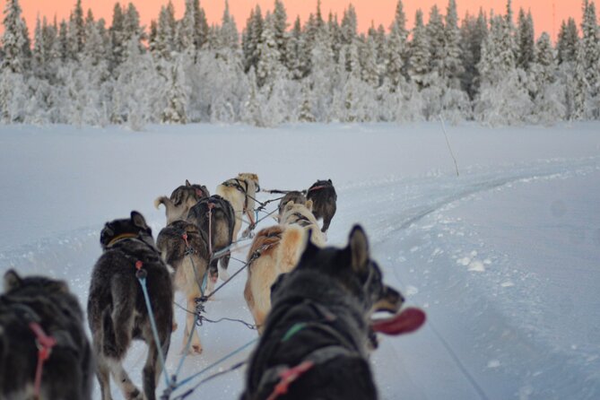 Sunrise Zen Husky Tour (10:00 to 13:00 - sitting on the sled) - Is $264.52 a fair price?