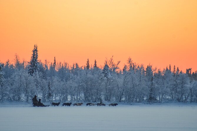Sunrise Zen Husky Tour (10:00 to 13:00 - sitting on the sled) - Preparing 12 to 14 huskies for the trail