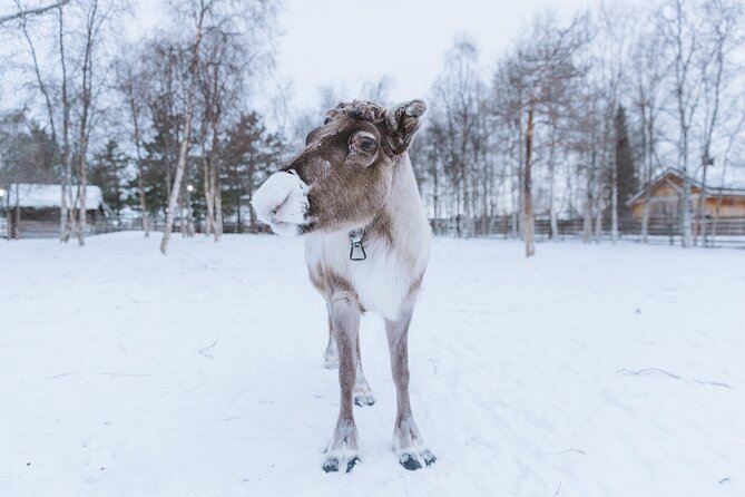Visit the Sami and Reindeer in a Day Trip from Abisko - What the $169.60 price really covers