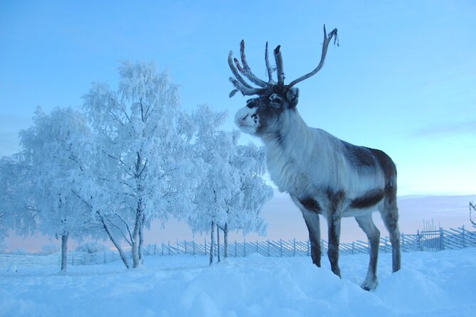 Visit the Sami and Reindeer in a Day Trip from Abisko - Feeding reindeer with Arctic moss
