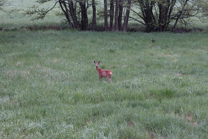 Wolf and Wildlife Tracking in Sweden - Why a wolf sighting is never guaranteed