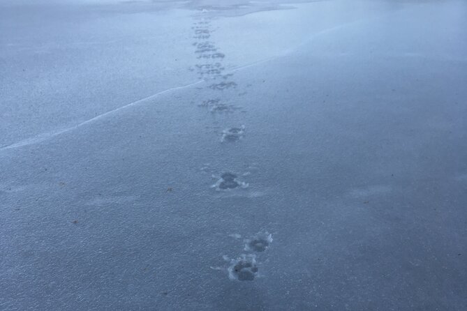 Wolf and Wildlife Tracking in Sweden - Binoculars, night vision, and the search after dark