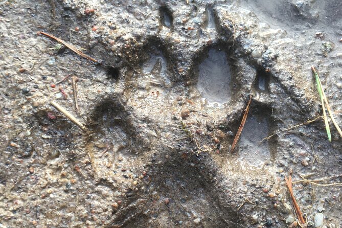 Wolf and Wildlife Tracking in Sweden - What the eight-hour format means for you