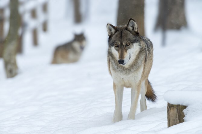 Wolf and Wildlife Tracking in Sweden - Is $215.95 a fair price?