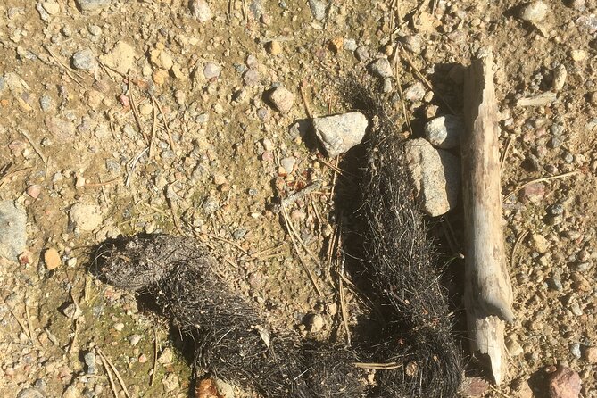 Wolf and Wildlife Tracking in Sweden - Who will enjoy this most