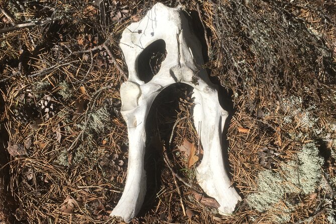Wolf and Wildlife Tracking in Sweden - Booking, weather, and cancellation details